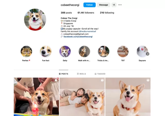Pet micro-influencer, Cobee The Corgi (@cobeethecorgi)