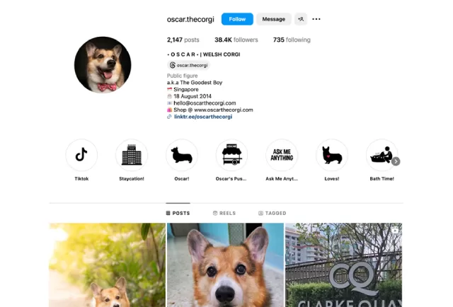 Oscar (@oscar.thecorgi)