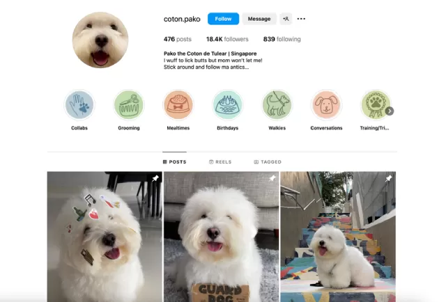 Pako the Coton (@coton.pako)