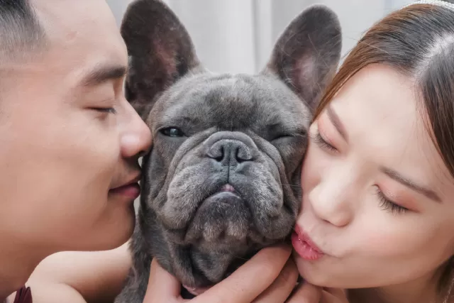 Pet Influencers In Singapore